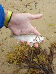 European Bass (Seabass)