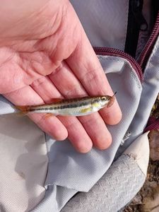 Common Minnow