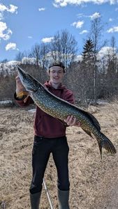 Northern Pike