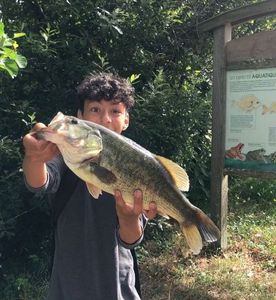 Largemouth Bass