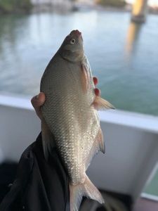 Common Bream