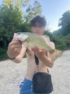Largemouth Bass