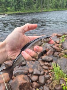 Grayling