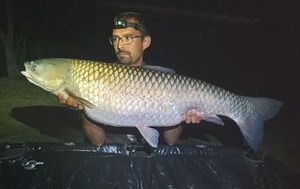 Grass Carp
