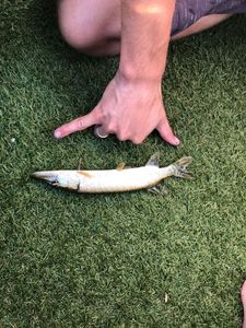 Northern Pike