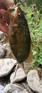 Smallmouth Bass