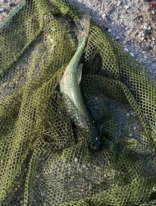 Rainbow Trout