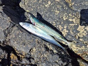 Mackerel