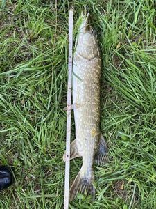 Northern Pike