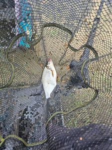 White bream