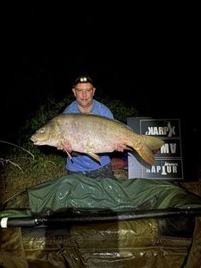 Mirror Carp