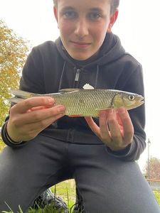 Chub