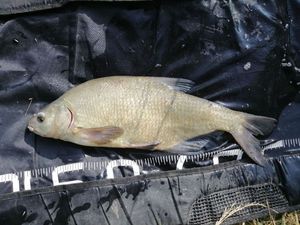Common Bream
