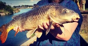 Common Carp
