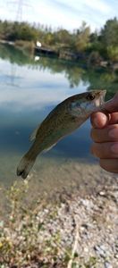 Largemouth Bass