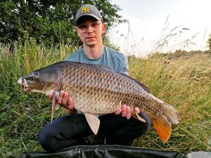 Common Carp