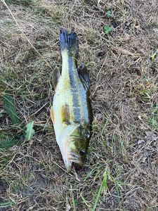 Achigan à Petite Bouche (Black-Bass)