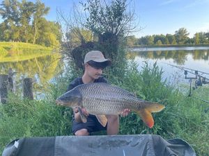 Common Carp