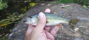 Largemouth Bass