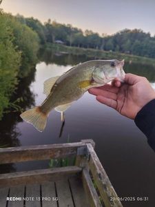Largemouth Bass