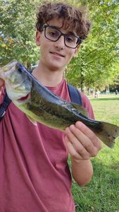 Largemouth Bass