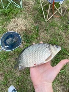Crucian Carp