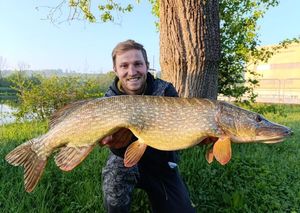 Northern Pike