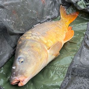 Mirror Carp