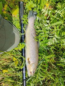 Brown Trout