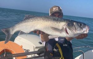 European Bass (Seabass)
