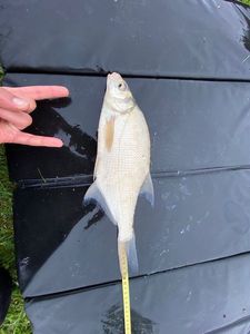 Common Bream