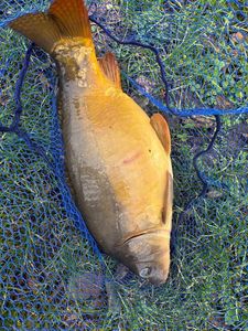 Mirror Carp