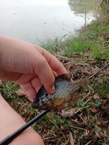 Green Sunfish
