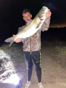 European Bass (Seabass)