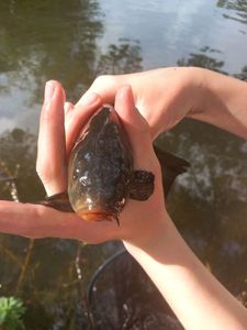 Tench