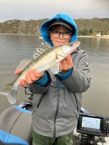 Zander