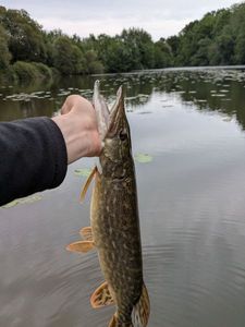 Northern Pike