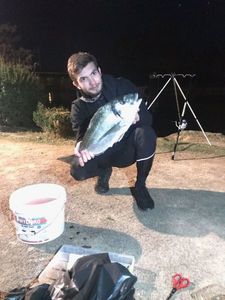 Gilthead Seabream