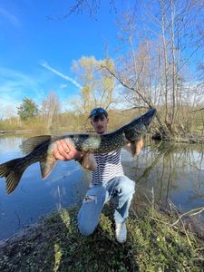 Northern Pike