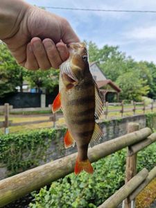 European Perch