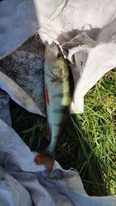 European Perch