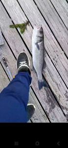 European Bass (Seabass)