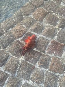 Red Scorpionfish