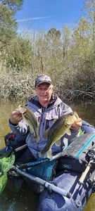 Largemouth Bass