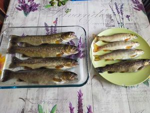 Brown Trout