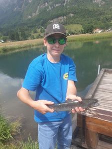 Rainbow Trout