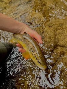 Brown Trout