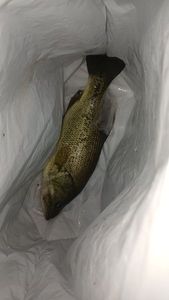 Largemouth Bass