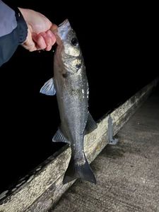 European Bass (Seabass)