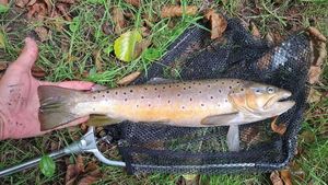 Brown Trout